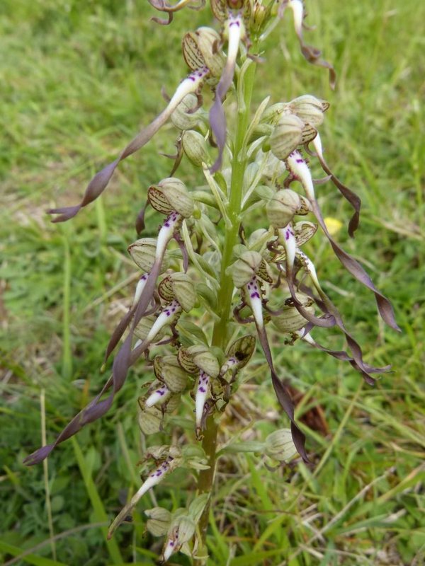 Orchis bouc 001